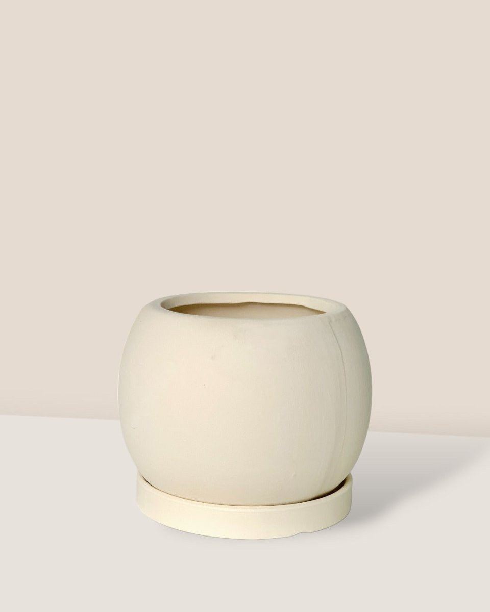 White Flour Planter - round - Pot - Tumbleweed Plants - Online Plant Delivery Singapore
