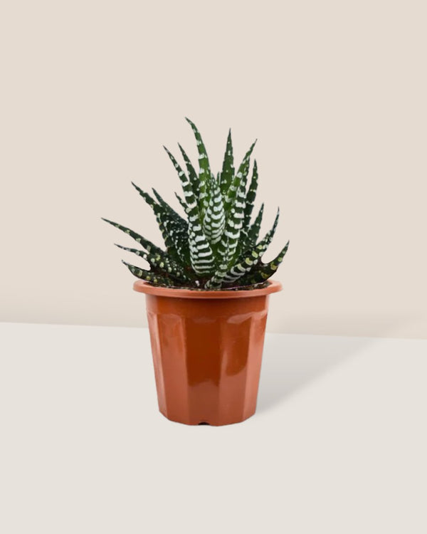 Zebra Plant in a grow pot