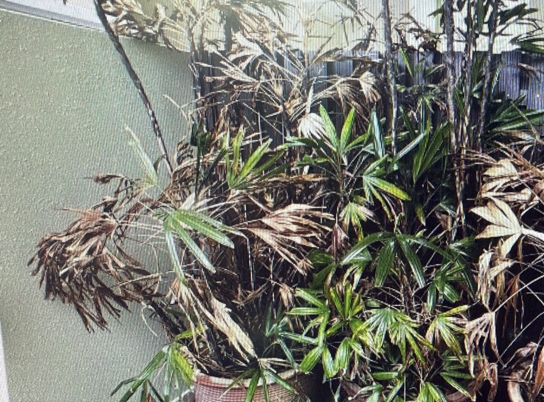 Plants that have seen better days