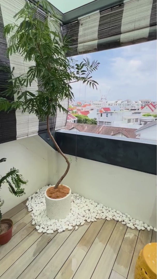 A tree on a balcony corner