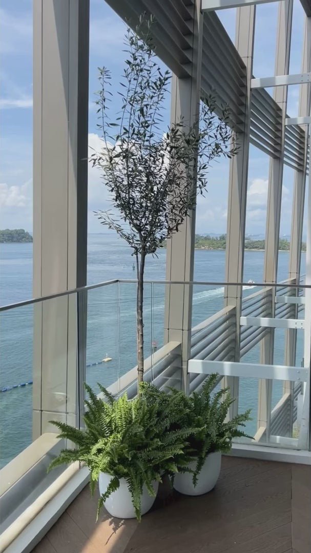 An olive tree on a waterfront balcony