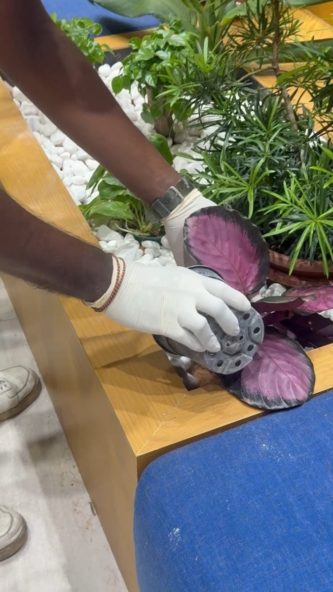 Gloved hands planting